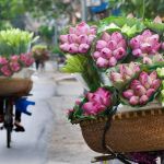 Du xuân Tết 2017