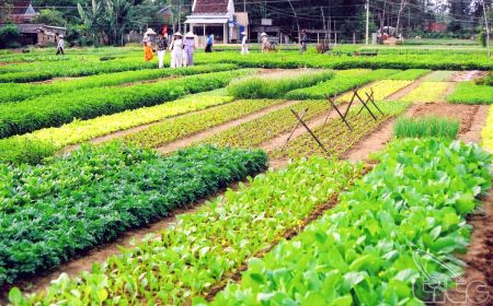 Hoi An Cooking Class Tour