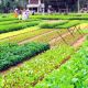 Hoi An Cooking Class Tour